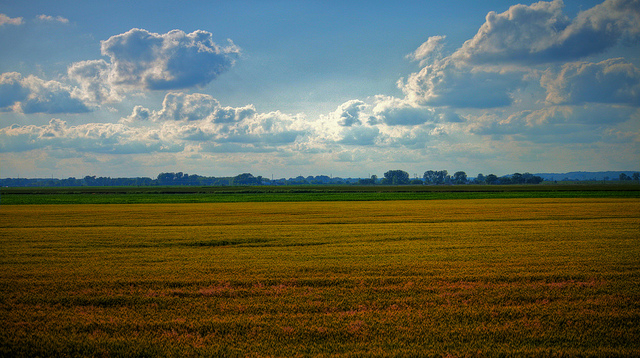 field4665263618_4948dd8b28_z